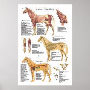 Hästmuskeln Skeletal Anatomy Veterinary Chart Poster