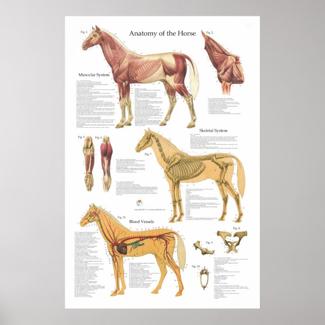 Hästmuskeln Skeletal Anatomy Veterinary Chart Poster (Framsidan)