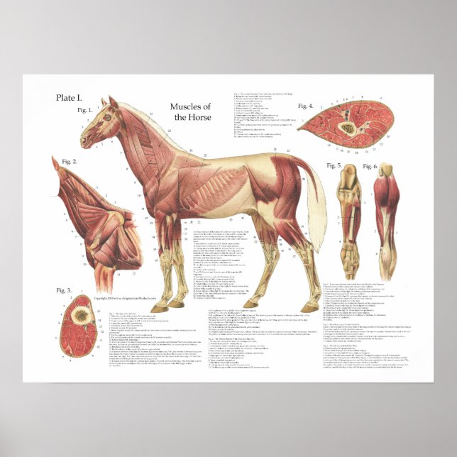 Hästmusslan Nacke Shoulder Anatomy Chart Poster (Framsidan)
