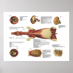 Hästmusslor Viscera Anatomy Poster Diagram