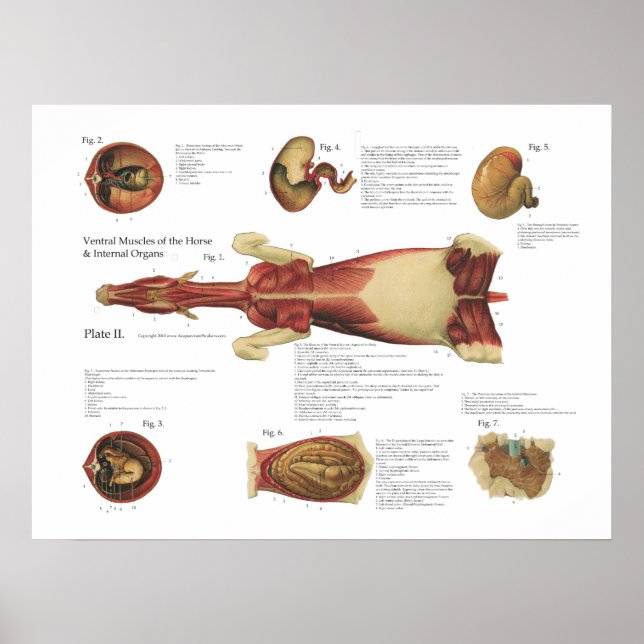 Hästmusslor Viscera Anatomy Poster Diagram (Framsidan)