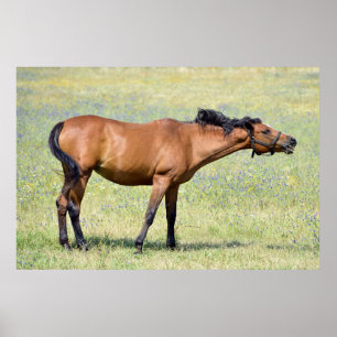 Hästnära Poster
