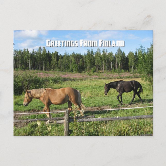 Hästning på den finska landsbygden vykort (Framsida)