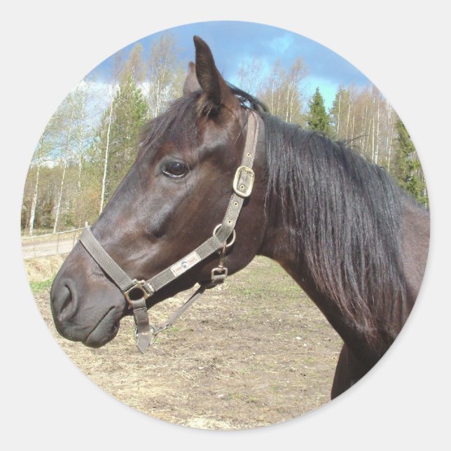 Hästplåster Runt Klistermärke (Framsida)