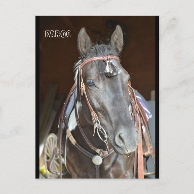 Hästpostkort för namn pinto mare Fargo Vykort (Framsida)