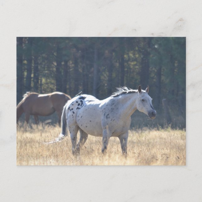 hästpostkort vykort (Framsida)