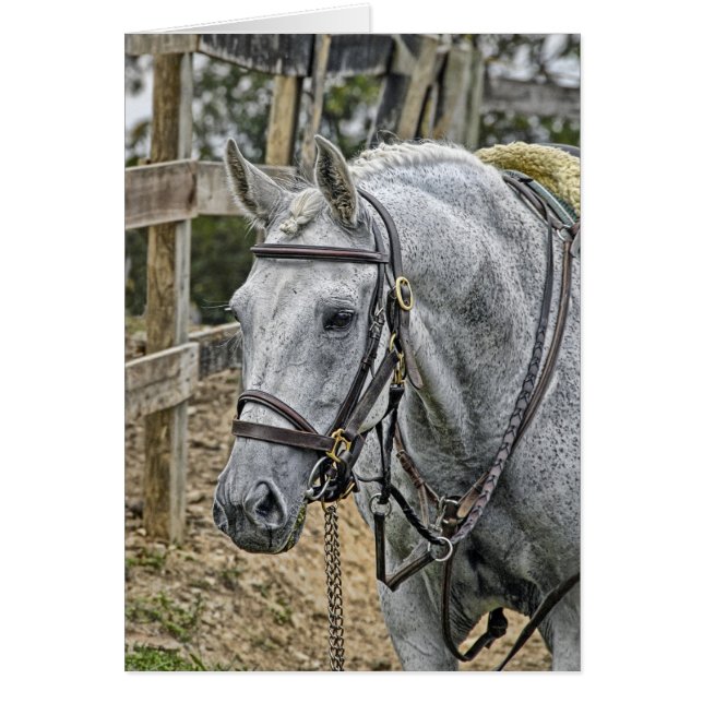 Hästrädding Hälsningskort (Framsidan)