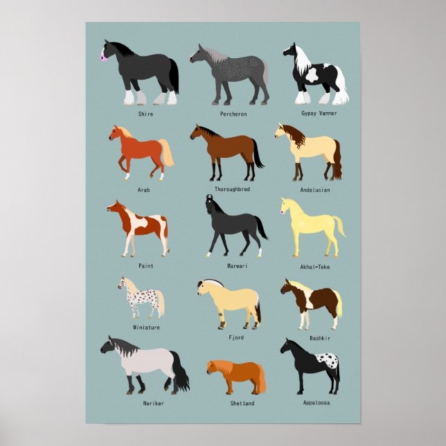 hästraser poster (Framsidan)