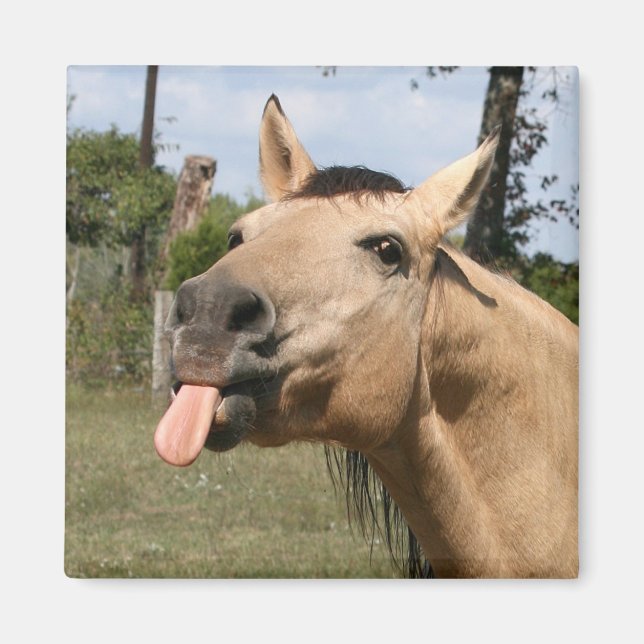 hästrazzberry magnet (Framsidan)