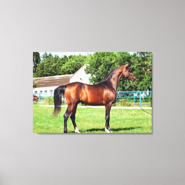 Hästsamling. arabiska viken canvastryck (Framsida)