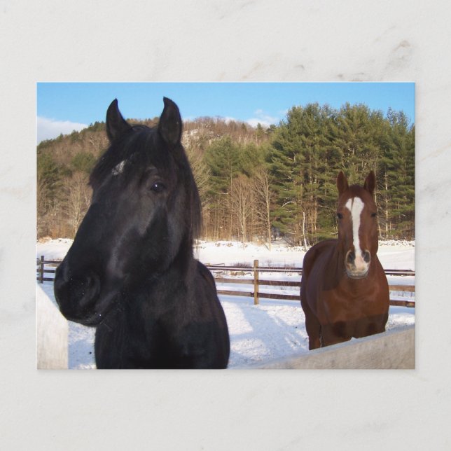 HÄSTSKENTER VYKORT (Framsida)