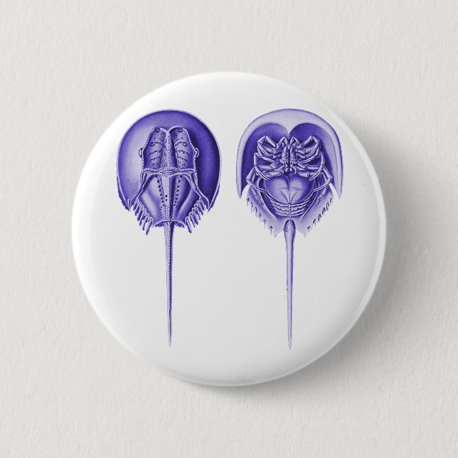 Hästskokrabba Knapp (Framsida)