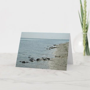 Hästskokrabbor längs strand kort