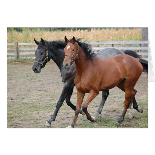 Hästspel Hälsningskort (Framsidan Horizontal)