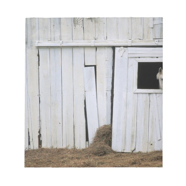 Häststickande huvud ut Barn Fönster Anteckningsblock (Framsida)