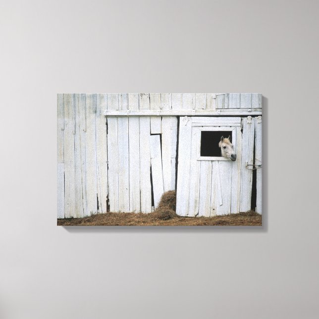 Häststickande huvud ut Barn Fönster Canvastryck (Framsida)