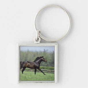 HästThoroughbreds, Wassl 1988, Fyrkantig Silverfärgad Nyckelring
