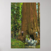 Hästtransport under giant Redwood