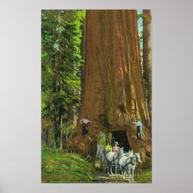 Hästtransport under giant Redwood Poster (Framsidan)