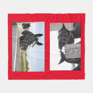 Hästtuggning på ett stängsel fleecefilt