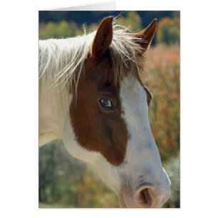 Hästvykort OBS Kort