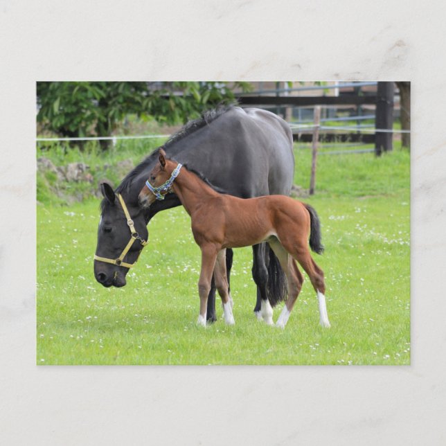 Hästvykort Vykort (Framsida)