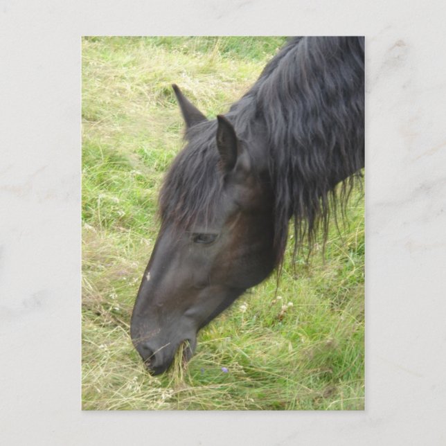 Hästvykort Vykort (Framsida)