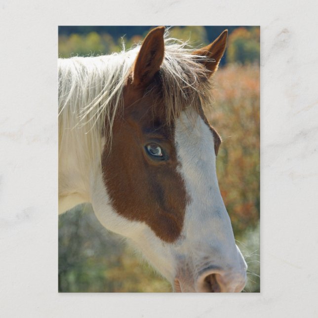 Hästvykort Vykort (Framsida)