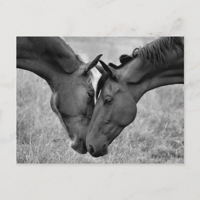 Hästvykort Vykort (Framsida)