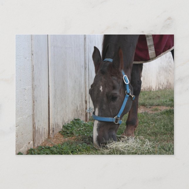 Hästvykort Vykort (Framsida)