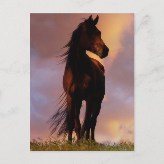 Hästvykort Vykort (Framsida)