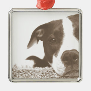 hata gärningen inte rasen vänlig pitbull sepia julgransprydnad metall