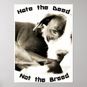 hata inte rasen utan gärningen pitbull affisch try
