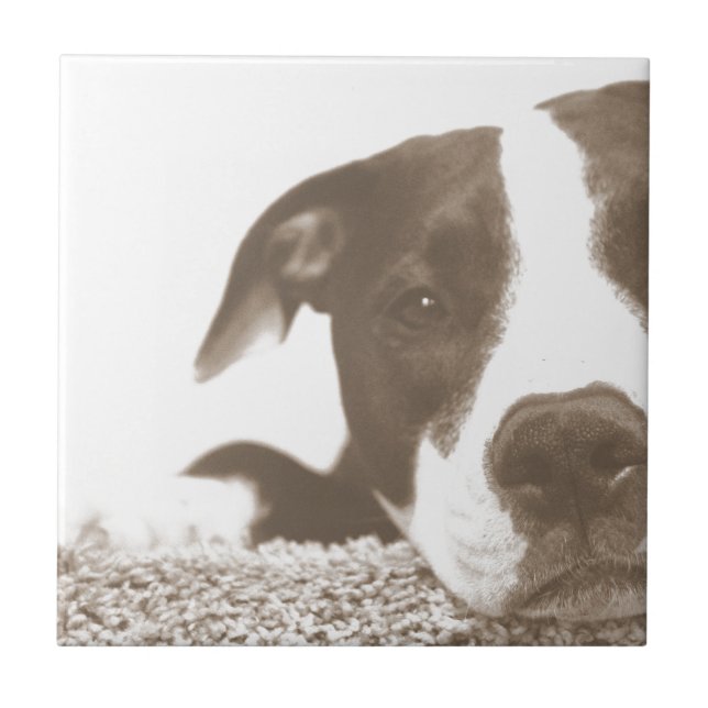 hatar gärningen inte rasen vänlig pitbull sepia kakelplatta (Framsidan)