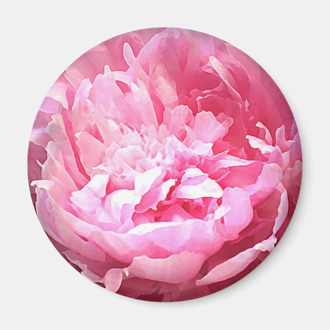 Hatched Rosa Peony Magnet (Framsidan)