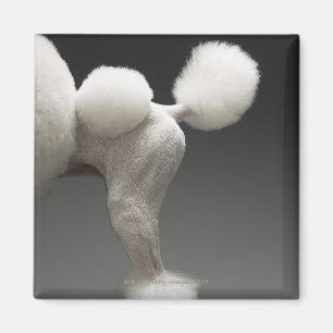 Haunches av pudeln, på grå färgbakgrund magnet