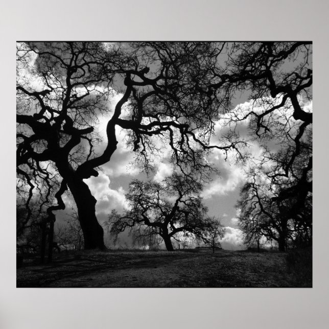 Haunting Black and White Träd Poster (Framsidan)