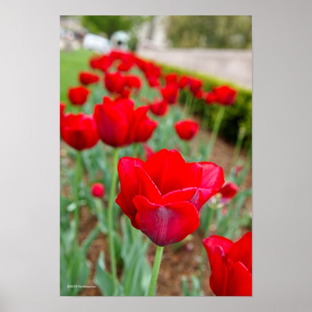 Haupt Lökar, Close-up Poster (Framsidan)