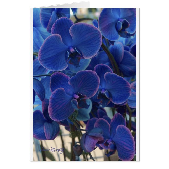 HAV AV BLÅTT OBS KORT (Framsidan)