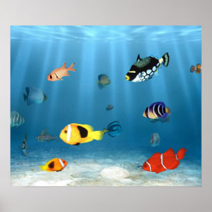 Hav av fisken poster
