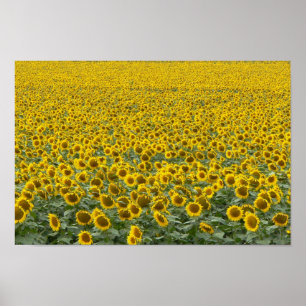 Hav av solrosor poster