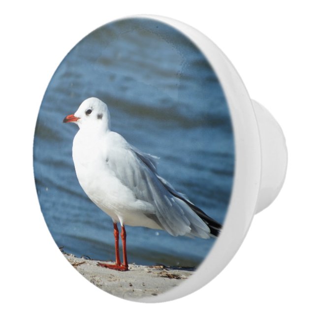 hav, vatten, fiskmås, fåglar, resor, blått, himlar knopp (Höger)