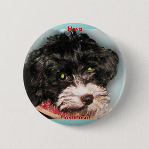 Hava Havanese! Knapp