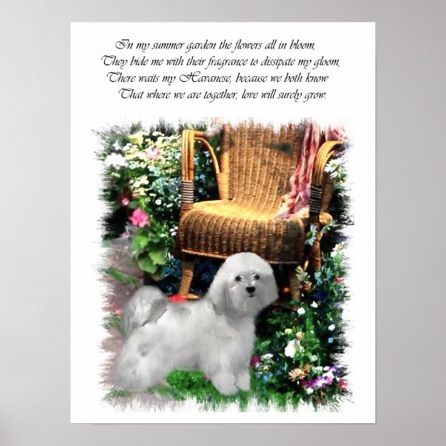 Havanese Art Print Poster (Framsidan)