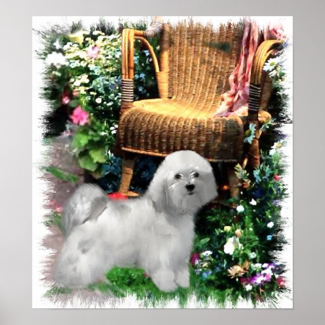 Havanese Art Print Poster (Framsidan)