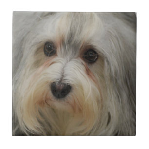 Havanese belägger med tegel kakelplatta