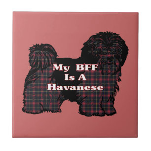 HAVANESE BFF KAKELPLATTA