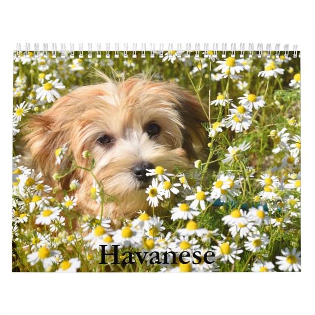 Havanese Calendar Kalender (Omslag)