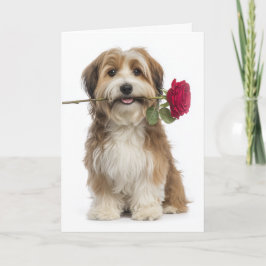 Havanese Dog Valentine Kort