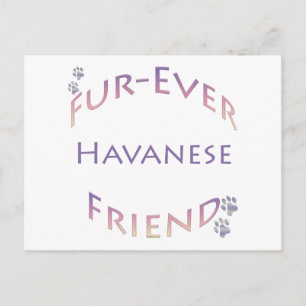 Havanese Furever Vykort